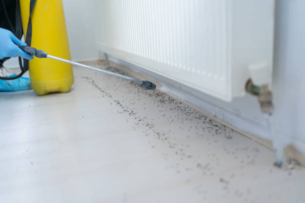 Insect Control in Brownsville, FL