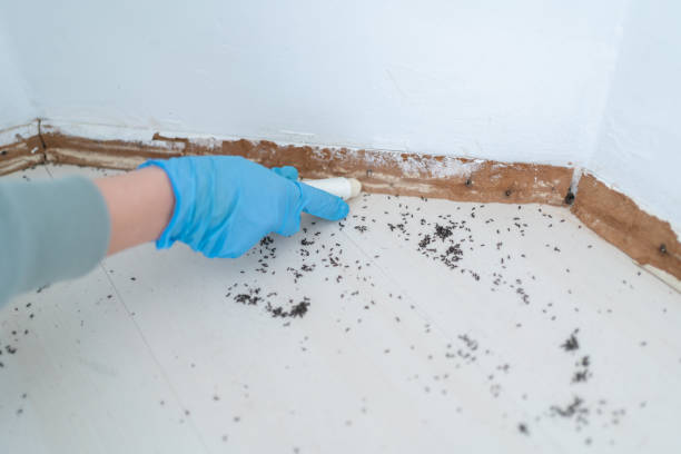 Best Residential Pest Control  in Brownsville, FL
