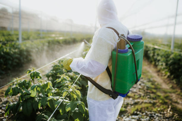 Flea Control Services in Brownsville, FL
